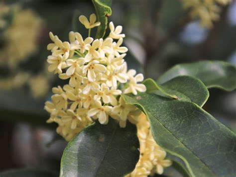 銀桂花|ギンモクセイ（桂花）の特徴や育て方、香りの印象や。